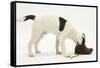 Blue-And-White Jack Russell Terrier Puppy, Scamp, Investigating a Child's Shoe-Mark Taylor-Framed Stretched Canvas