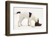 Blue-And-White Jack Russell Terrier Puppy, Scamp, Investigating a Child's Shoe-Mark Taylor-Framed Photographic Print