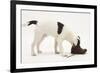 Blue-And-White Jack Russell Terrier Puppy, Scamp, Investigating a Child's Shoe-Mark Taylor-Framed Photographic Print