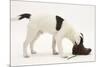 Blue-And-White Jack Russell Terrier Puppy, Scamp, Investigating a Child's Shoe-Mark Taylor-Mounted Photographic Print