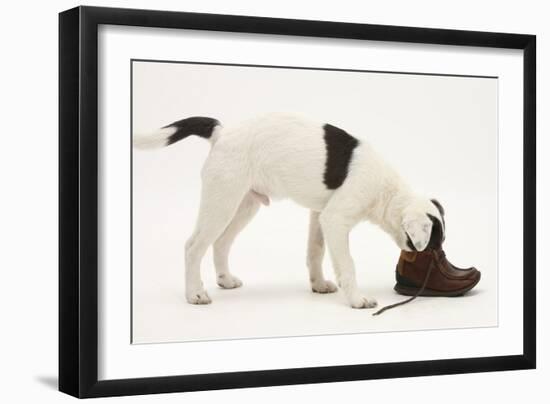 Blue-And-White Jack Russell Terrier Puppy, Scamp, Investigating a Child's Shoe-Mark Taylor-Framed Photographic Print