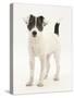 Blue-And-White Jack Russell Terrier Puppy, Scamp, Standing Portrait-Mark Taylor-Stretched Canvas