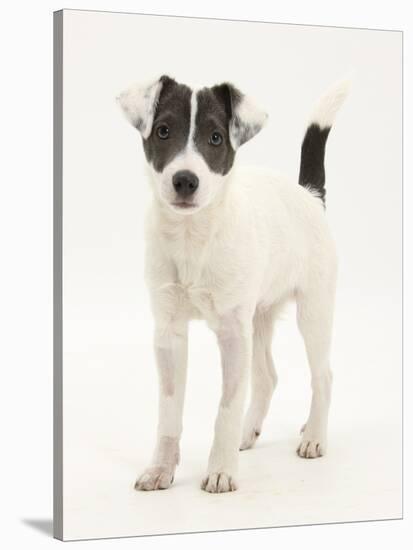Blue-And-White Jack Russell Terrier Puppy, Scamp, Standing Portrait-Mark Taylor-Stretched Canvas