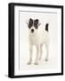 Blue-And-White Jack Russell Terrier Puppy, Scamp, Standing Portrait-Mark Taylor-Framed Photographic Print