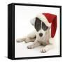 Blue-And-White Jack Russell Terrier Puppy, Scamp, Wearing a Father Christmas Hat-Mark Taylor-Framed Stretched Canvas
