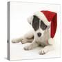 Blue-And-White Jack Russell Terrier Puppy, Scamp, Wearing a Father Christmas Hat-Mark Taylor-Stretched Canvas