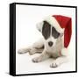 Blue-And-White Jack Russell Terrier Puppy, Scamp, Wearing a Father Christmas Hat-Mark Taylor-Framed Stretched Canvas