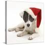 Blue-And-White Jack Russell Terrier Puppy, Scamp, Wearing a Father Christmas Hat-Mark Taylor-Stretched Canvas