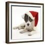 Blue-And-White Jack Russell Terrier Puppy, Scamp, Wearing a Father Christmas Hat-Mark Taylor-Framed Photographic Print