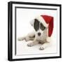 Blue-And-White Jack Russell Terrier Puppy, Scamp, Wearing a Father Christmas Hat-Mark Taylor-Framed Photographic Print