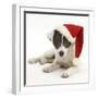 Blue-And-White Jack Russell Terrier Puppy, Scamp, Wearing a Father Christmas Hat-Mark Taylor-Framed Photographic Print