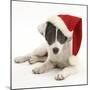 Blue-And-White Jack Russell Terrier Puppy, Scamp, Wearing a Father Christmas Hat-Mark Taylor-Mounted Photographic Print