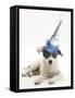 Blue-And-White Jack Russell Terrier Puppy, Scamp, Wearing a Party Hat-Mark Taylor-Framed Stretched Canvas