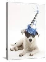 Blue-And-White Jack Russell Terrier Puppy, Scamp, Wearing a Party Hat-Mark Taylor-Stretched Canvas