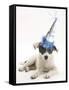 Blue-And-White Jack Russell Terrier Puppy, Scamp, Wearing a Party Hat-Mark Taylor-Framed Stretched Canvas