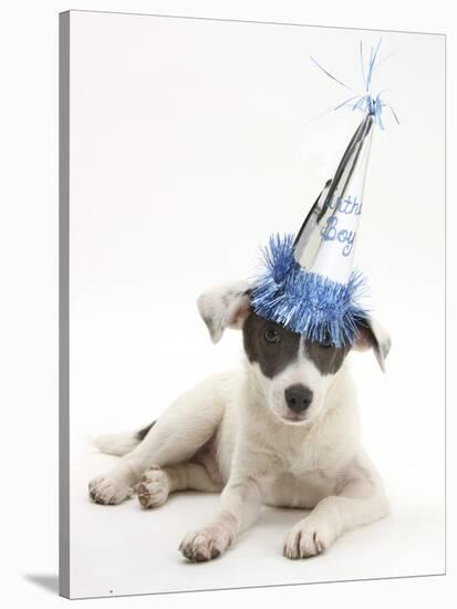 Blue-And-White Jack Russell Terrier Puppy, Scamp, Wearing a Party Hat-Mark Taylor-Stretched Canvas