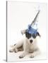 Blue-And-White Jack Russell Terrier Puppy, Scamp, Wearing a Party Hat-Mark Taylor-Stretched Canvas