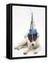 Blue-And-White Jack Russell Terrier Puppy, Scamp, Wearing a Party Hat-Mark Taylor-Framed Stretched Canvas