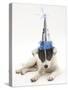 Blue-And-White Jack Russell Terrier Puppy, Scamp, Wearing a Party Hat-Mark Taylor-Stretched Canvas