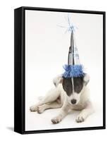 Blue-And-White Jack Russell Terrier Puppy, Scamp, Wearing a Party Hat-Mark Taylor-Framed Stretched Canvas