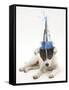 Blue-And-White Jack Russell Terrier Puppy, Scamp, Wearing a Party Hat-Mark Taylor-Framed Stretched Canvas