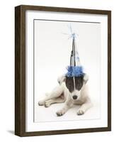 Blue-And-White Jack Russell Terrier Puppy, Scamp, Wearing a Party Hat-Mark Taylor-Framed Photographic Print