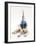 Blue-And-White Jack Russell Terrier Puppy, Scamp, Wearing a Party Hat-Mark Taylor-Framed Photographic Print