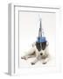 Blue-And-White Jack Russell Terrier Puppy, Scamp, Wearing a Party Hat-Mark Taylor-Framed Photographic Print