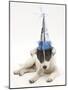 Blue-And-White Jack Russell Terrier Puppy, Scamp, Wearing a Party Hat-Mark Taylor-Mounted Photographic Print