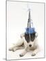 Blue-And-White Jack Russell Terrier Puppy, Scamp, Wearing a Party Hat-Mark Taylor-Mounted Photographic Print