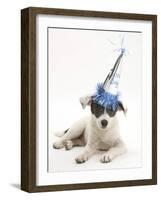 Blue-And-White Jack Russell Terrier Puppy, Scamp, Wearing a Party Hat-Mark Taylor-Framed Photographic Print