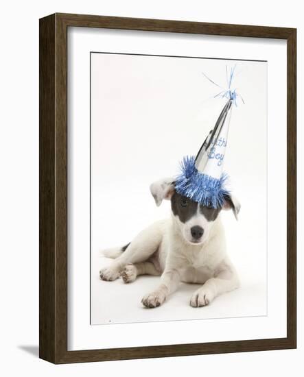 Blue-And-White Jack Russell Terrier Puppy, Scamp, Wearing a Party Hat-Mark Taylor-Framed Photographic Print