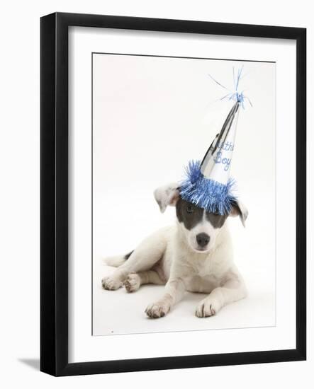 Blue-And-White Jack Russell Terrier Puppy, Scamp, Wearing a Party Hat-Mark Taylor-Framed Photographic Print