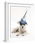Blue-And-White Jack Russell Terrier Puppy, Scamp, Wearing a Party Hat-Mark Taylor-Framed Photographic Print