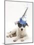 Blue-And-White Jack Russell Terrier Puppy, Scamp, Wearing a Party Hat-Mark Taylor-Mounted Photographic Print