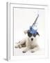 Blue-And-White Jack Russell Terrier Puppy, Scamp, Wearing a Party Hat-Mark Taylor-Framed Photographic Print