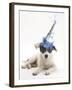 Blue-And-White Jack Russell Terrier Puppy, Scamp, Wearing a Party Hat-Mark Taylor-Framed Photographic Print