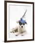 Blue-And-White Jack Russell Terrier Puppy, Scamp, Wearing a Party Hat-Mark Taylor-Framed Photographic Print