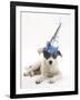 Blue-And-White Jack Russell Terrier Puppy, Scamp, Wearing a Party Hat-Mark Taylor-Framed Photographic Print