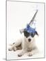 Blue-And-White Jack Russell Terrier Puppy, Scamp, Wearing a Party Hat-Mark Taylor-Mounted Photographic Print