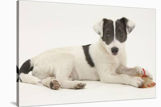 Blue-And-White Jack Russell Terrier Puppy, Scamp, with a Rawhide Shoe Chew-Mark Taylor-Stretched Canvas