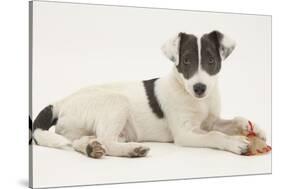 Blue-And-White Jack Russell Terrier Puppy, Scamp, with a Rawhide Shoe Chew-Mark Taylor-Stretched Canvas