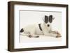 Blue-And-White Jack Russell Terrier Puppy, Scamp, with a Rawhide Shoe Chew-Mark Taylor-Framed Photographic Print