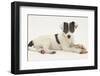 Blue-And-White Jack Russell Terrier Puppy, Scamp, with a Rawhide Shoe Chew-Mark Taylor-Framed Photographic Print
