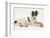 Blue-And-White Jack Russell Terrier Puppy, Scamp, with a Rawhide Shoe Chew-Mark Taylor-Framed Photographic Print