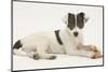 Blue-And-White Jack Russell Terrier Puppy, Scamp, with a Rawhide Shoe Chew-Mark Taylor-Mounted Photographic Print