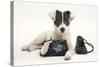 Blue-And-White Jack Russell Terrier Puppy, Scamp, with Child's Shoes-Mark Taylor-Stretched Canvas