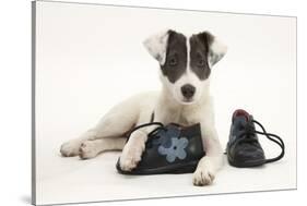 Blue-And-White Jack Russell Terrier Puppy, Scamp, with Child's Shoes-Mark Taylor-Stretched Canvas