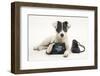 Blue-And-White Jack Russell Terrier Puppy, Scamp, with Child's Shoes-Mark Taylor-Framed Photographic Print