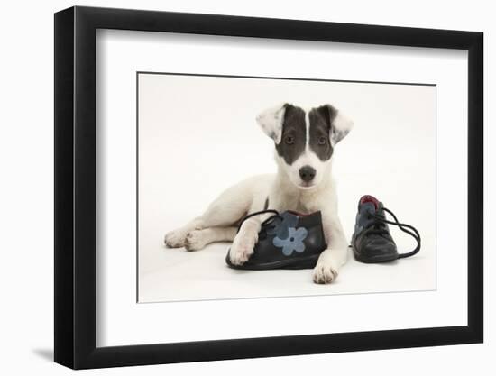 Blue-And-White Jack Russell Terrier Puppy, Scamp, with Child's Shoes-Mark Taylor-Framed Photographic Print